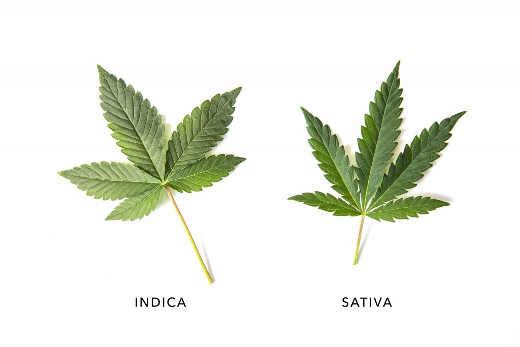 大麻草の種類【インディカ・サティバ・ハイブリット】の違いは？